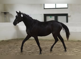 Trakehner, Mare, 2 years, 16 hh, Gray, in Hürtgenwald,