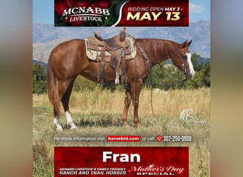 American Quarter Horse, Merrie, 6 Jaar, 150 cm, Roodvos, in Cody,
