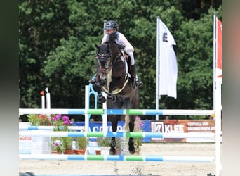 Hannoveraner, Wallach, 9 Jahre, 166 cm, Rappschimmel, in Zeven,