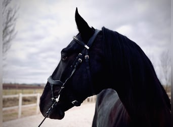 Lusitano, Stallion, 10 years, 16 hh, Black, in Zamora,