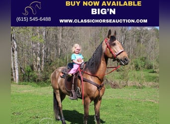 Tennessee walking horse, Hongre, 9 Ans, 152 cm, Buckskin, in Rockholds, KY,
