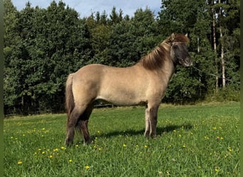 Ruhiger Islandwallach