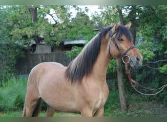 Meer ponys/kleine paarden, Ruin, 4 Jaar, 132 cm, Falbe, in Békés