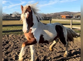 Inne kuce/małe konie, Wałach, 3 lat, 148 cm, Srokata, in Rechnitz