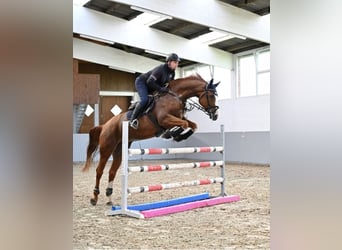 Oldenburg-International (OS), Mare, 9 years, 16,2 hh, Chestnut-Red, in Stuhr