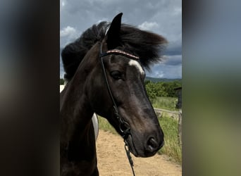 Aegidienberger, Caballo castrado, 13 años, 153 cm, Pío