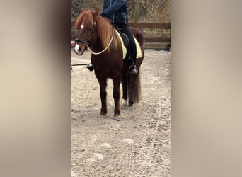 Aegidienberger, Caballo castrado, 17 años, 145 cm, Alazán