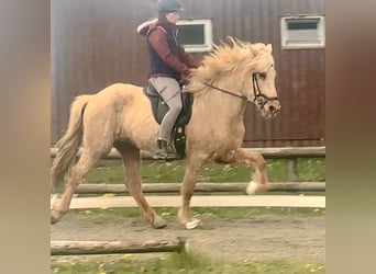 Aegidienberger, Caballo castrado, 7 años, 151 cm, Palomino