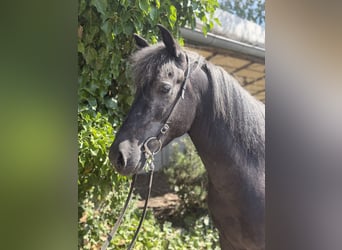Aegidienberger, Castrone, 5 Anni, 142 cm, Grigio ferro