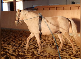 Aegidienberger, Castrone, 5 Anni, 148 cm, Palomino