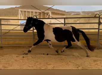 Aegidienberger, Gelding, 13 years, 15 hh, Pinto