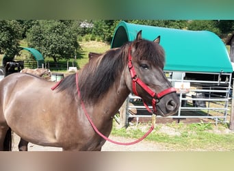 Aegidienberger, Gelding, 14 years, 14,2 hh, Dun