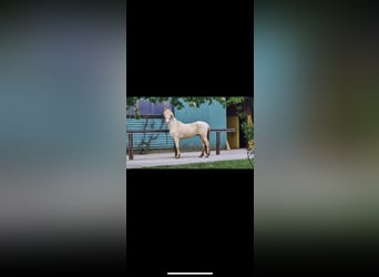 Aegidienberger, Gelding, 4 years, 14.2 hh, Cremello