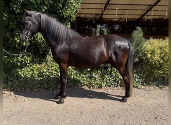 Aegidienberger, Gelding, 5 years, 13.3 hh, Grey-Dark-Tan