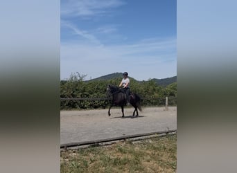 Aegidienberger, Gelding, 5 years, 13.3 hh, Grey-Dark-Tan