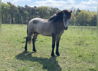 Aegidienberger, Gelding, 5 years