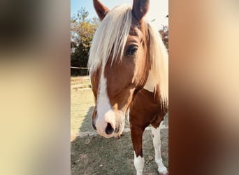 Aegidienberger, Gelding, 9 years, 14.2 hh, Pinto