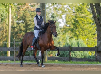 Aegidienberger, Giumenta, 13 Anni, 145 cm, Baio