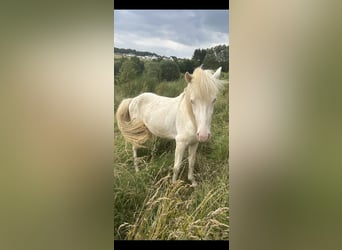 Aegidienberger, Hengst, 2 Jaar, 145 cm, Gevlekt-paard