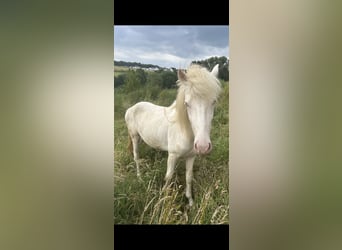 Aegidienberger, Hengst, 2 Jaar, 145 cm, Gevlekt-paard