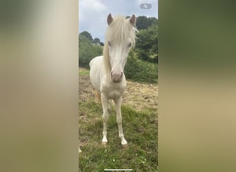 Aegidienberger, Hengst, 2 Jaar, 145 cm, Gevlekt-paard