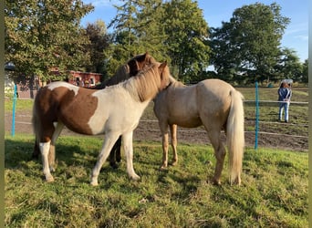 Aegidienberger, Hengst, 2 Jahre, Tobiano-alle-Farben