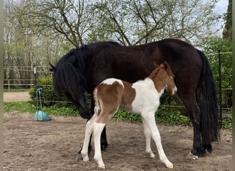 Aegidienberger, Hengst, 2 Jahre, Tobiano-alle-Farben