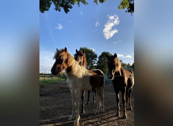 Aegidienberger, Hengst, 2 Jahre, Tobiano-alle-Farben