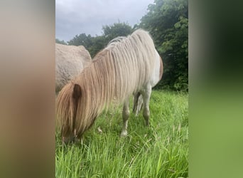 Aegidienberger, Hengst, 2 Jahre, Tobiano-alle-Farben