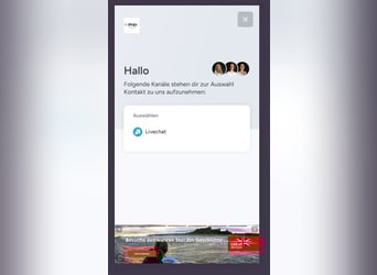 Aegidienberger, Hengst, 3 Jahre, 123 cm, Braunfalbschimmel