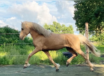 Aegidienberger, Hengst, 5 Jaar, Palomino