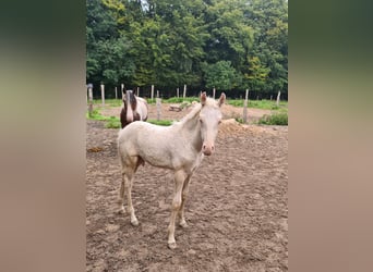 Aegidienberger Mix, Hengst, veulen (06/2023), 155 cm, Cremello