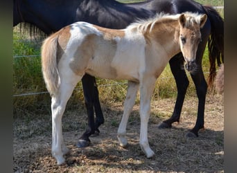 Aegidienberger, Hengst, veulen (05/2023), Gevlekt-paard