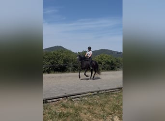 Aegidienberger, Hongre, 5 Ans, 142 cm, Gris noir