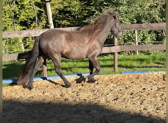 Aegidienberger, Jument, 5 Ans, 143 cm, Bai brun