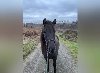 Aegidienberger, Jument, 5 Ans, 143 cm, Bai brun