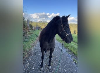 Aegidienberger, Jument, 5 Ans, 143 cm, Bai brun