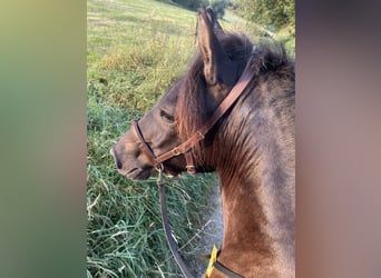 Aegidienberger, Jument, 5 Ans, 143 cm, Bai brun