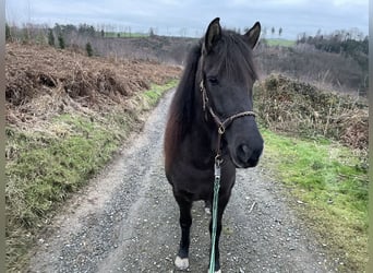 Aegidienberger, Jument, 5 Ans, 143 cm, Bai brun