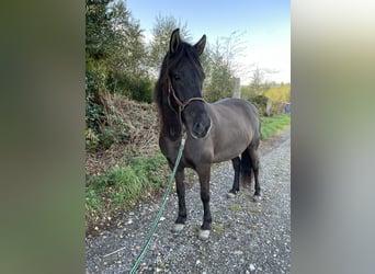 Aegidienberger, Jument, 5 Ans, 144 cm, Bai brun