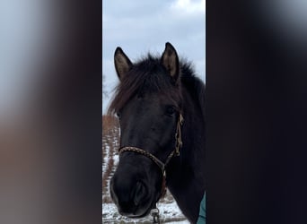 Aegidienberger, Jument, 6 Ans, 144 cm, Bai brun