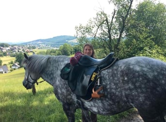 Aegidienberger, Mare, 12 years, 14.1 hh, Gray