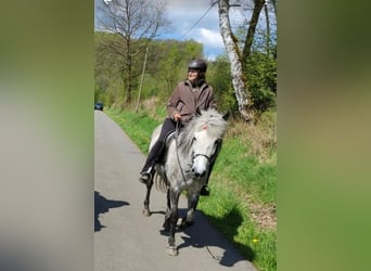 Aegidienberger, Mare, 12 years, 14.1 hh, Gray