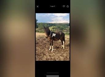 Aegidienberger, Mare, 1 year, 14.1 hh, Pinto