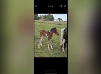 Aegidienberger, Mare, 1 year, 14.1 hh, Pinto
