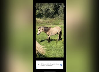 Aegidienberger, Mare, 1 year, 14.2 hh, Buckskin