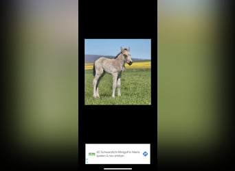 Aegidienberger, Mare, 1 year, 14.2 hh, Buckskin