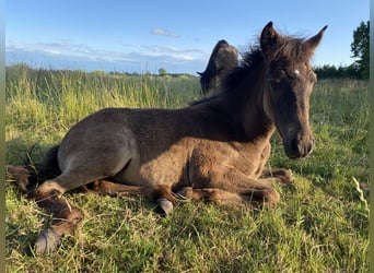 Aegidienberger, Mare, 2 years, 14,2 hh, Bay-Dark