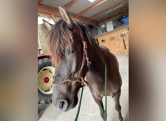 Aegidienberger, Mare, 5 years, 14 hh, Bay-Dark