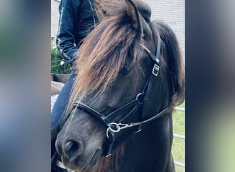 Aegidienberger, Mare, 6 years, 14 hh, Bay-Dark